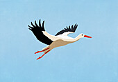 White Stork flying in blue sky\n