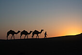 Silhouette eines Mannes mit drei Kamelen auf einer Sanddüne bei Sonnenuntergang, Jaisalmer, Rajasthan, Indien
