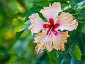 Ein Chinesischer Hibiskus (Hibiscus rosa-sinensis) wächst im Regenwald bei Playa Blanca, Costa Rica, Mittelamerika