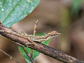 An adult border anole (Anolis limifrons) in a tree at Playa Blanca, Costa Rica, Central America\n