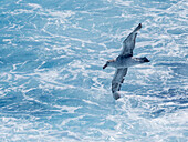 An adult northern giant petrel (Macronectes halli) in flight in the Drake Passage, Argentina, South America\n