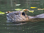 An adult nutria (Myocastor coypus), an invasive species introduced from South America, Spree Forest, Germany, Europe\n
