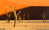 Dead Vlei, Sossusvlei, Namibia, Africa\n
