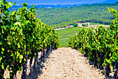 Weinberg, Strada in Chianti, Toskana, Italien, Europa