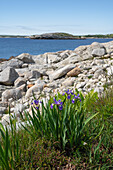 Wild Iris flowers on the rocky coastline by the Atlantic Ocean, Dr. Bill Freedman Nature Preserve, Nature Conservancy of Canada, Nova Scotia, Canada, North America\n