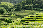 Tea plantation terraces on Sao Miguel island, Azores Islands, Portugal, Atlantic, Europe\n