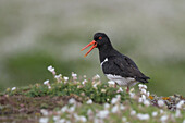 Oystercatcher, United Kingdom, Europe\n