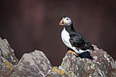 Papageientaucher auf dem Felsen, Vereinigtes Königreich, Europa