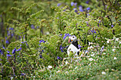 Atlantic Puffin in bracken and bluebells, United Kingdom, Europe\n