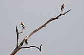 Buntstorch (Mycteria leucocephala), Bandhavgarh National Park, Madhya Pradesh, Indien, Asien