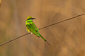 Green Bee-Eater (Merops orientalis), Bandhavgarh National Park, Madhya Pradesh, India, Asia\n