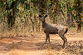 Bandhavgarh-Nationalpark, Madhya Pradesh, Indien, Asien