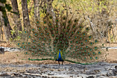 Indian Peafowl (Pavo cristatus) displaying, Bandhavgarh National Park, Madhya Pradesh, India, Asia\n