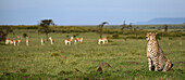 Cheetah (Acinonyx Jubatus), Maasai Mara, Mara North, Kenya, East Africa, Africa\n