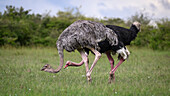 Ostrich (Struthio Camelus), Maasai Mara, Mara North, Kenya, East Africa, Africa\n