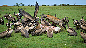 Vultures and Hyena (Hyaenidae) on carcass, Mara North, Kenya, East Africa, Africa\n