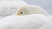 Whooper Swan (Cygnus cygnus), Kussaro Lake, Hokkaido, Japan, Asia\n
