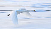 Singschwan (Cygnus cygnus), Kussaro See, Hokkaido, Japan, Asien