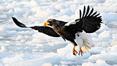 Stellers Sea Eagle (Haliaeetus pelagious), Rausu, Hokkaido, Japan, Asia\n