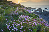 Seerose (Armeria maritima), in Frühlingsblüte bei Sonnenuntergang, auf den Klippen bei Hartland Quay, an der Nordküste von Devon, England, Vereinigtes Königreich, Europa