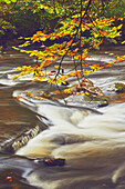 Herbstlich gefärbte Buchen am Fluss Barle, bei Tarr Steps, in der Nähe von Dulverton, Exmoor National Park, Somerset, England, Vereinigtes Königreich, Europa