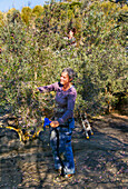 Woman picking olives in olive grove\n
