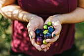 Frauenhände halten schwarze und grüne Oliven