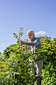 Senior man gardening during summer sunny day\n
