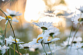 Flowering white marguerites flowers at summer\n