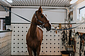 Blick auf ein im Stall stehendes Pferd