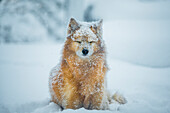 Dog with eyes closed sitting on snow\n