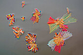The image presents crystallized mixture of malic acid, salicylic acid and acetanilid, photographed through the microscope in polarized light at a magnification of 100X\n