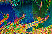 Das Bild zeigt ein kristallisiertes Gemisch von Harnstoff und Resorcin, fotografiert durch das Mikroskop in polarisiertem Licht bei einer Vergrößerung von 100X