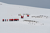 Touristen wandern bei der Damoy Point Eselspinguin (Pygoscelis papua) Kolonie, Wiencke Island, Antarktis.