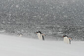 Gentoo penguins (Pygoscelis papua), Mikkelsen, Trinity Island, Antarctica.\n