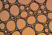 The image presents air bubbles formed in foemaed milk photographed through the microscope in polarized light at a magnification of 100X\n