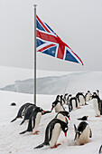 Gentoo penguins (Pygoscelis papua), Port Lockroy British Antarctic Base, Wiencke Island, Antarctica.\n