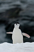 Zügelpinguin (Pygoscelis antarcticus), Half Moon Island, Antarktis.