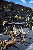 Der Jardin de Cactus (Kaktusgarten) ist ein wunderbares Beispiel für einen in die Landschaft integrierten architektonischen Eingriff, entworfen von Cesar Manrique auf Lanzarote, Kanarische Inseln, Spanien