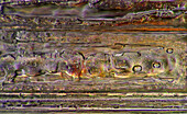 Das Bild zeigt einen rekristallisierten Salzkristall, fotografiert durch das Mikroskop in polarisiertem Licht bei einer Vergrößerung von 100X