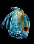 Das Bild zeigt Simocephalus sp. mit Eiern, eine Art von Cladoceran, fotografiert durch das Mikroskop in polarisiertem Licht bei einer Vergrößerung von 100X