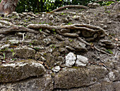 Baumwurzeln, die auf der teilweise ausgegrabenen Struktur B5, Plaza G, in den Maya-Ruinen im archäologischen Reservat von Cahal Pech, Belize, wachsen.