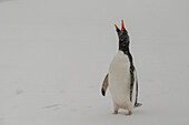 Gentoo penguin (Pygoscelis papua), Mikkelsen, Trinity Island, Antarctica.\n