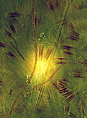 Das Bild zeigt Kieselalgen (hauptsächlich Gomphonema sp.), die durch das Mikroskop in polarisiertem Licht bei einer 200-fachen Vergrößerung fotografiert wurden.