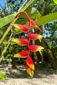 Lobster Claw Heliconia, Heliconia rostrata, im archäologischen Reservat Cahal Pech in San Ignacio, Belize.