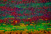 Das Bild zeigt Gewebe im Brennnesselstängel im Längsschnitt, fotografiert durch das Mikroskop in polarisiertem Licht bei einer Vergrößerung von 100X. Die runden gelben Strukturen am Boden sind Drusen. Drusen sind Strukturen, die durch Calciumoxalat entstehen.