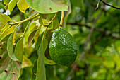 Früchte an einem Avocadobaum, Persea americana, im archäologischen Reservat Caracol im Hochland von Belize.