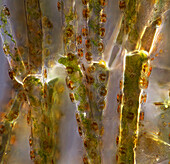 "Das Bild zeigt Cladophora sp. ""Zweige"" (eine Art von Grünalgen) mit darauf angesiedelten Cocconeis sp. (eine Art von Kieselalgen), fotografiert durch das Mikroskop in polarisiertem Licht bei einer Vergrößerung von 200X"