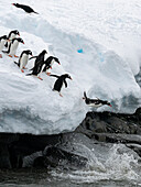 Eselspinguine (Pygoscelis papua) springen ins Wasser, Damoy Point, Wiencke Island, Antarktis.