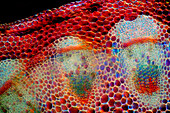 Das Bild zeigt Senecio-Gewebe im Querschnitt durch den Stängel, fotografiert mit dem Mikroskop in polarisiertem Licht und Dunkelfeld bei einer Vergrößerung von 100X